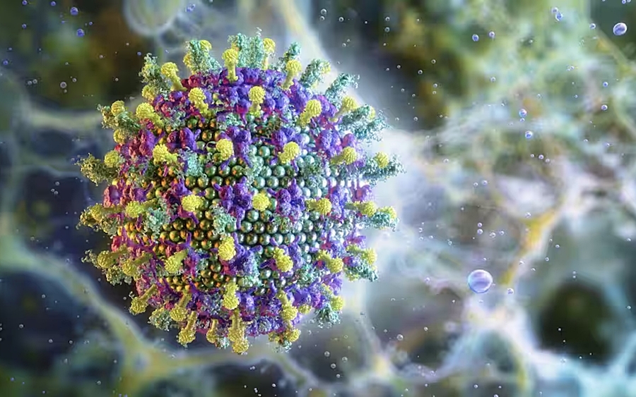 WHO: Nguy cơ lây lan của virus Nipah là thấp